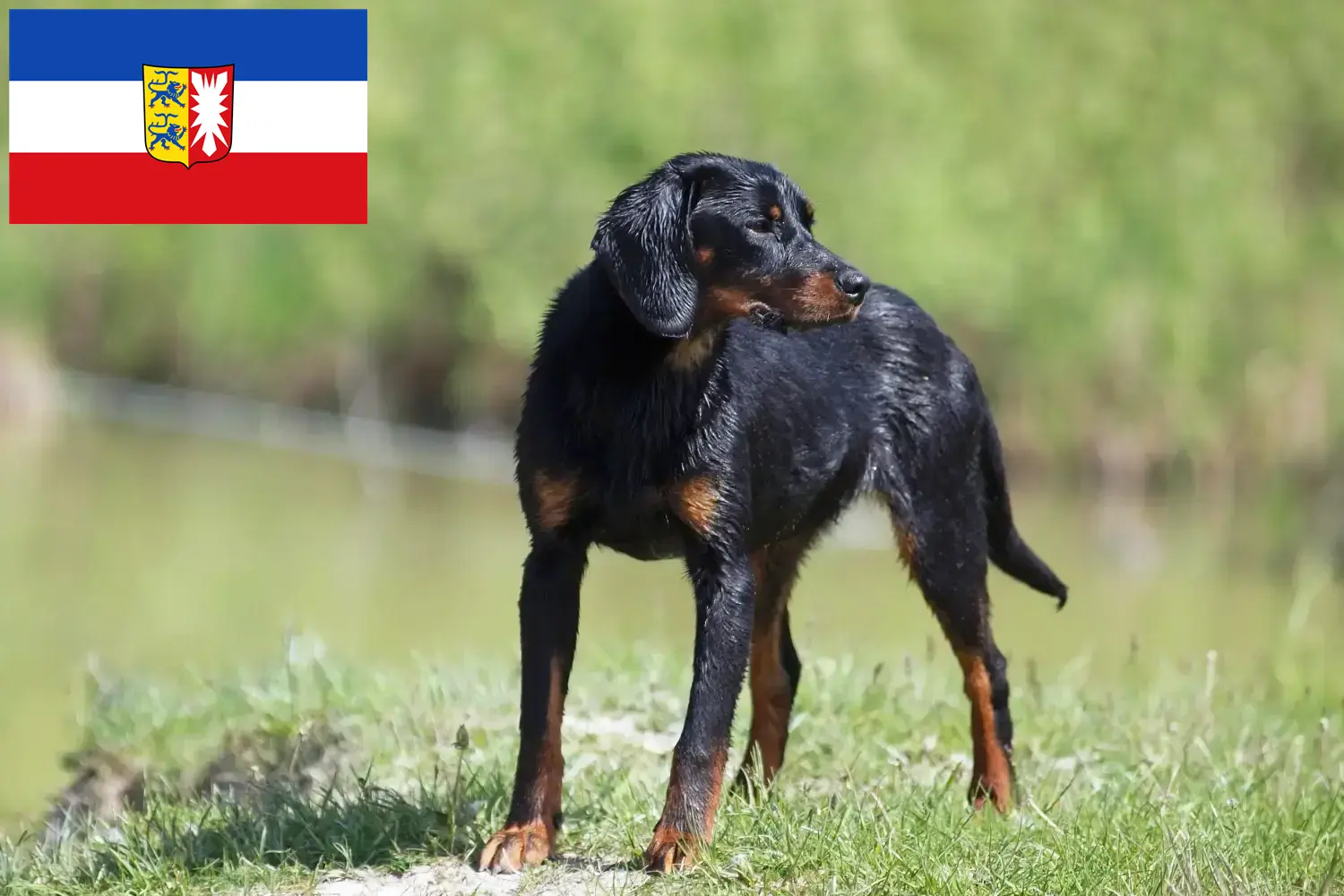 Read more about the article Slovenský kopov tenyésztők és kiskutyák Schleswig-Holstein tartományban
