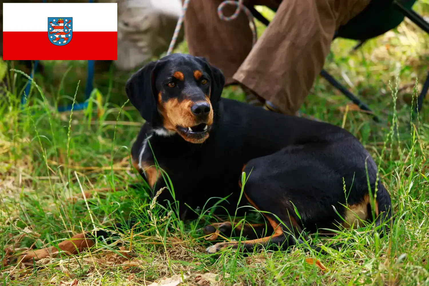 Read more about the article Slovenský kopov tenyésztők és kiskutyák Türingiában