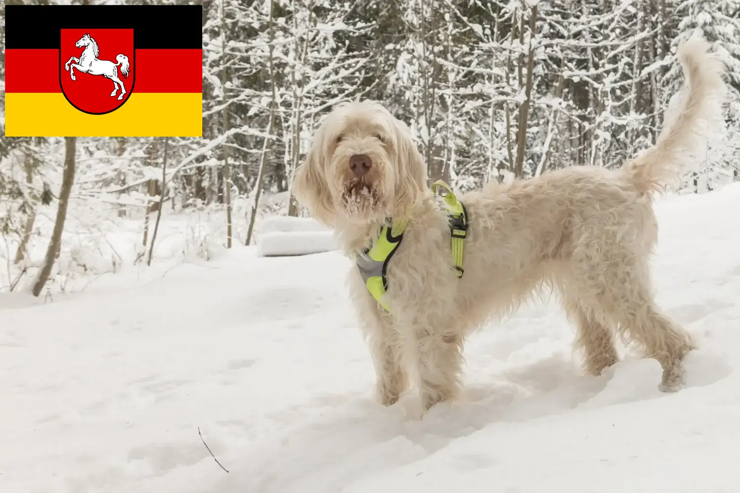 Spinone Italiano kiskutyák és tenyésztők Alsó-Szászország Itt találhat Spinone Italianos tenyésztőket Niedersachsenban.