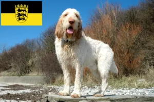 Read more about the article Spinone Italiano tenyésztők és kölykök Baden-Württembergben