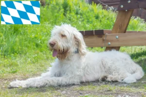 Read more about the article Spinone Italiano tenyésztők és kiskutyák Bajorországban