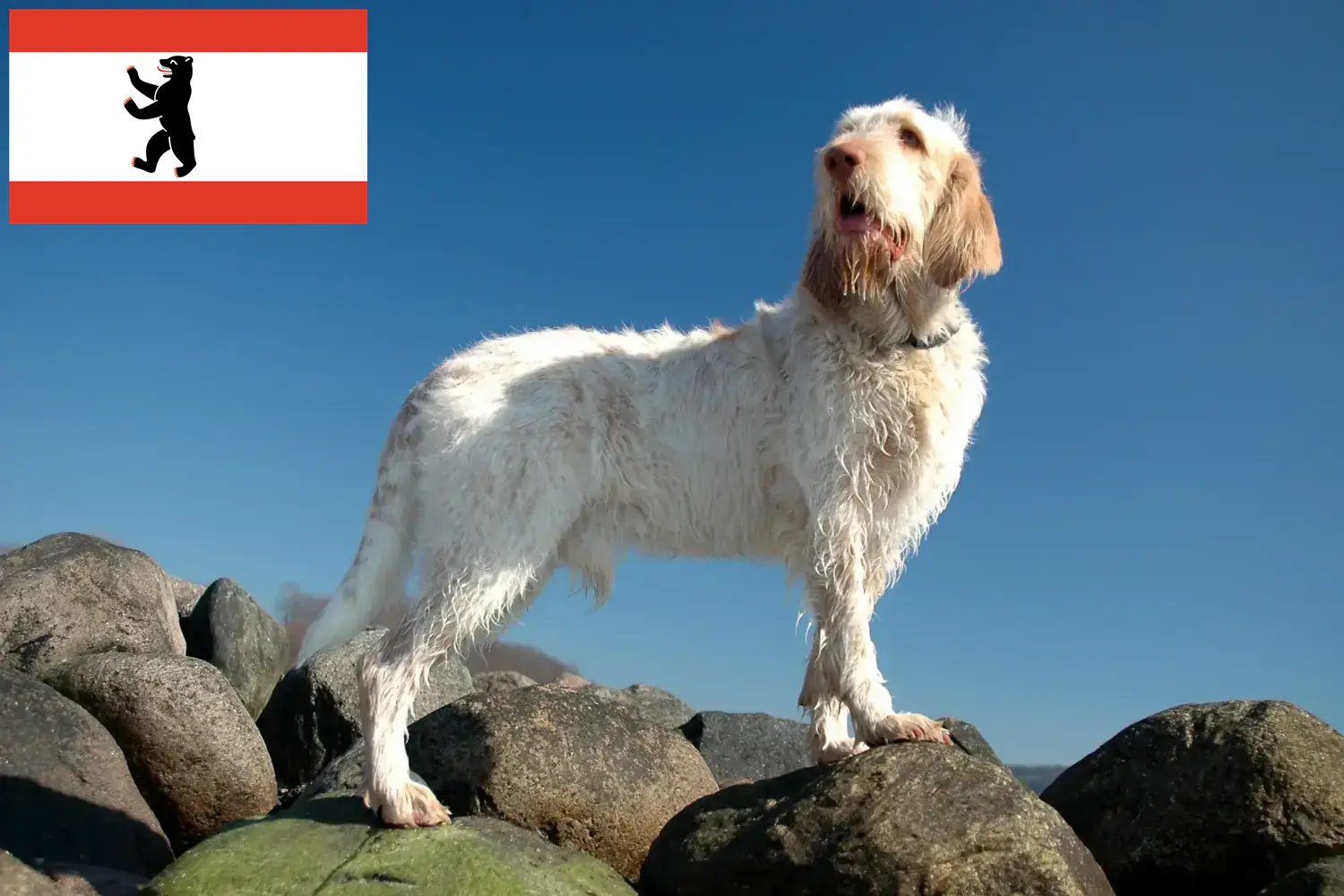 Spinone Italiano kiskutyák és tenyésztők Berlin Itt találhat Spinone Italianos tenyésztőket Berlinben.