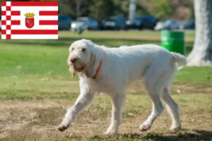 Read more about the article Spinone Italiano tenyésztők és kiskutyák Brémában