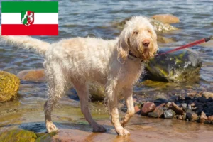Read more about the article Spinone Italiano tenyésztők és kiskutyák Észak-Rajna-Vesztfália területén