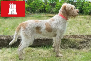Read more about the article Spinone Italiano tenyésztők és kölykök Hamburgban