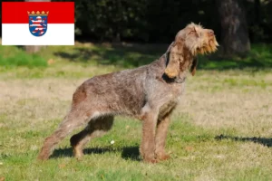 Read more about the article Spinone Italiano tenyésztők és kiskutyák Hessenben