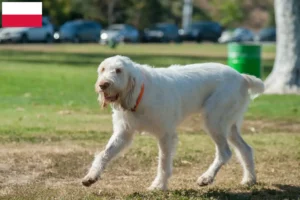 Read more about the article Spinone Italiano tenyésztők és kiskutyák Lengyelországban