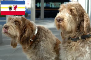 Read more about the article Spinone Italiano tenyésztők és kiskutyák Mecklenburg-Vorpommern tartományban