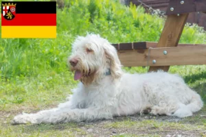 Read more about the article Spinone Italiano tenyésztők és kiskutyák Rajna-vidék-Pfalzban