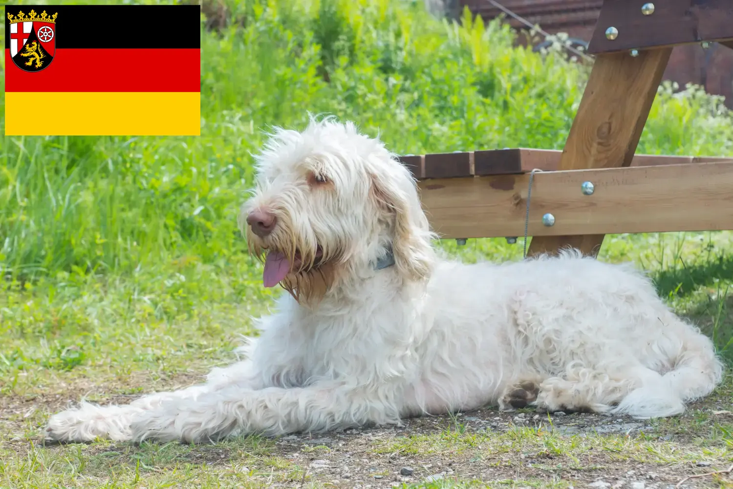Read more about the article Spinone Italiano tenyésztők és kiskutyák Rajna-vidék-Pfalzban