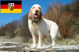 Read more about the article Spinone Italiano tenyésztők és kölykök Saarlandban