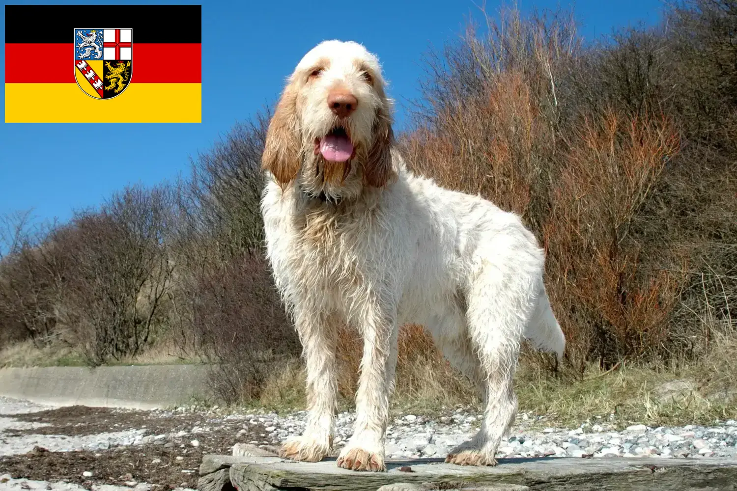 Read more about the article Spinone Italiano tenyésztők és kölykök Saarlandban