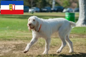 Read more about the article Spinone Italiano tenyésztők és kiskutyák Schleswig-Holstein tartományban
