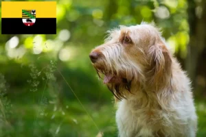 Read more about the article Spinone Italiano tenyésztők és kiskutyák Szász-Anhaltban