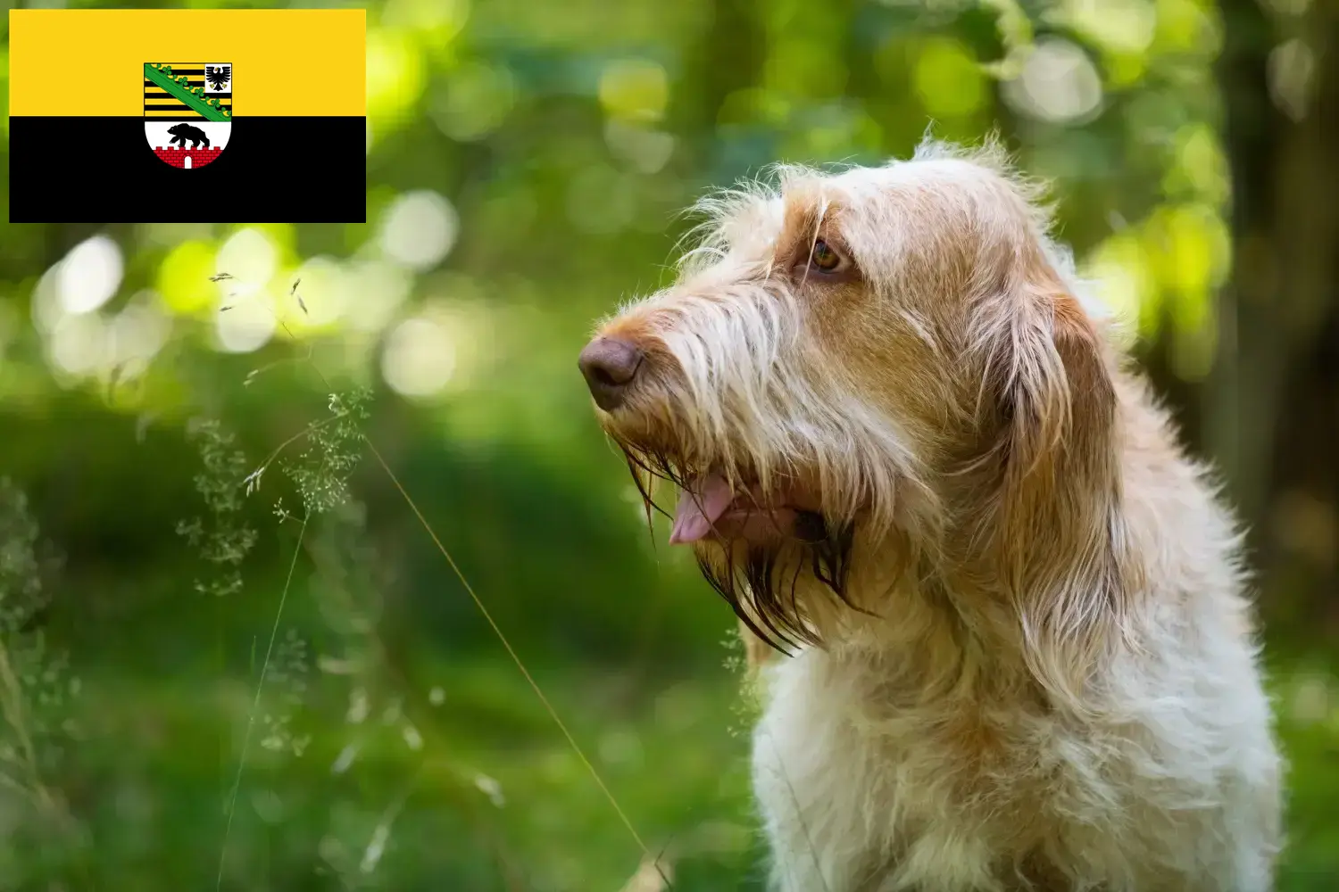 Read more about the article Spinone Italiano tenyésztők és kiskutyák Szász-Anhaltban