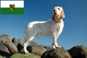 Read more about the article Spinone Italiano tenyésztők és kiskutyák Szászországban