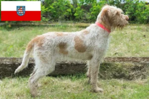 Read more about the article Spinone Italiano tenyésztők és kölykök Türingiában