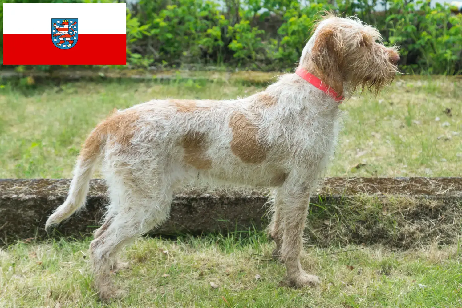 Read more about the article Spinone Italiano tenyésztők és kölykök Türingiában