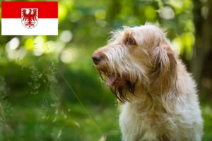 Read more about the article Spinone Italiano tenyésztők és kölykök Brandenburgban
