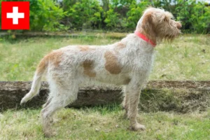 Read more about the article Spinone Italiano tenyésztők és kölykök Svájcban