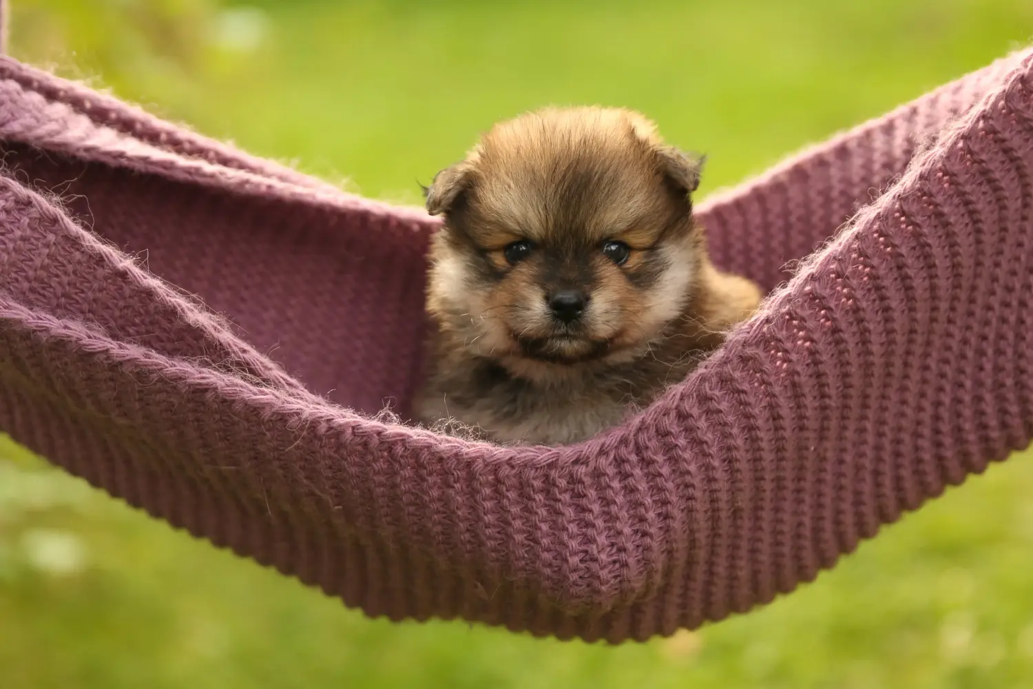 Spitz kölyökkutya vásárlása felelősségvállalást jelent! Spitz kölyökkutyák vásárlása.