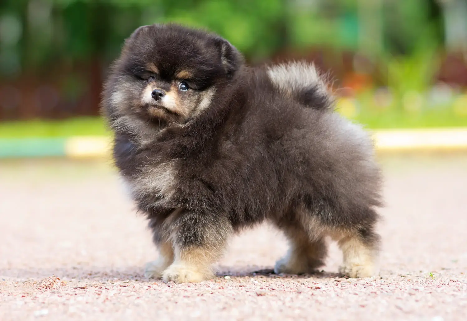 Spitz kölyökkutya vásárlása felelősségvállalást jelent! Spitz kölyökkutyák vásárlása.