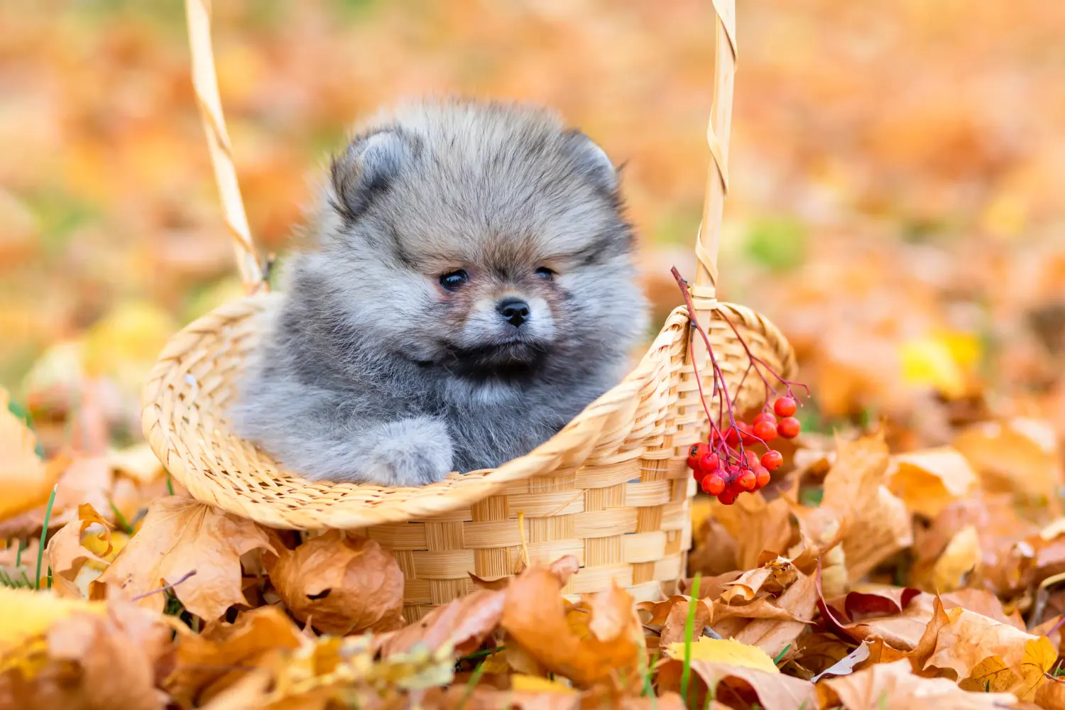 Spitz kölyökkutya vásárlása felelősségvállalást jelent! Spitz kölyökkutyák vásárlása.