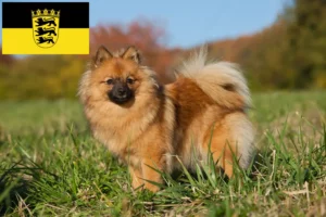 Read more about the article Spitz tenyésztők és kölykök Baden-Württembergben