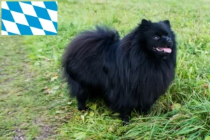 Read more about the article Spitz tenyésztők és kiskutyák Bajorországban