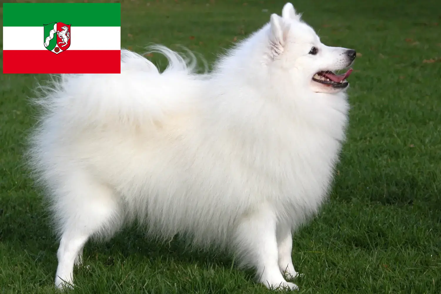 Read more about the article Spitz tenyésztők és kiskutyák Észak-Rajna-Vesztfália területén