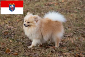 Read more about the article Spitz tenyésztők és kiskutyák Hessenben