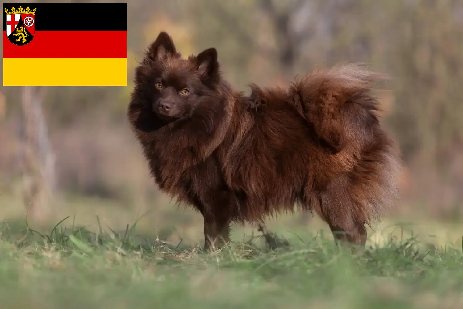 Read more about the article Spitz tenyésztők és kiskutyák Rajna-vidék-Pfalzban