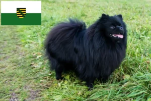 Read more about the article Spitz tenyésztők és kiskutyák Szászországban