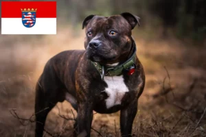 Read more about the article Staffordshire Bullterrier tenyésztők és kölykök Hessenben