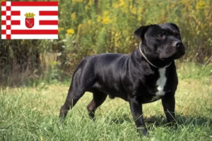 Read more about the article Staffordshire Bullterrier tenyésztők és kölykök Brémában
