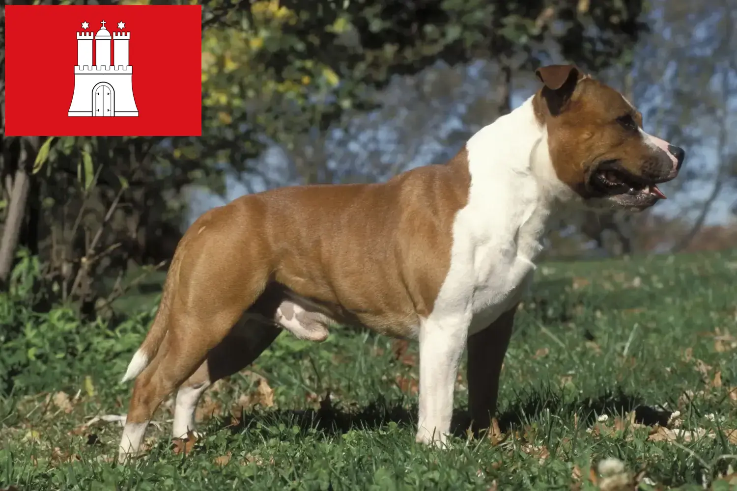 Read more about the article Staffordshire Bullterrier tenyésztők és kölykök Hamburgban