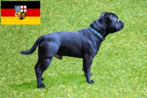 Read more about the article Staffordshire Bullterrier tenyésztők és kölykök Saar-vidéken