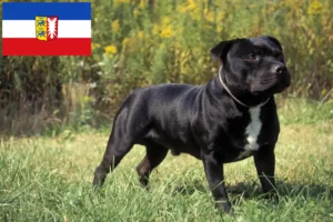 Read more about the article Staffordshire Bullterrier tenyésztők és kölykök Schleswig-Holstein tartományban