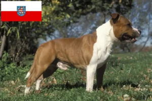 Read more about the article Staffordshire Bullterrier tenyésztők és kölykök Türingiában