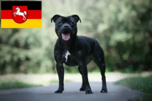 Read more about the article Staffordshire Bullterrier tenyésztők és kiskutyák Alsó-Szászországban