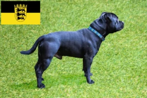 Read more about the article Staffordshire Bullterrier tenyésztők és kölykök Baden-Württembergben
