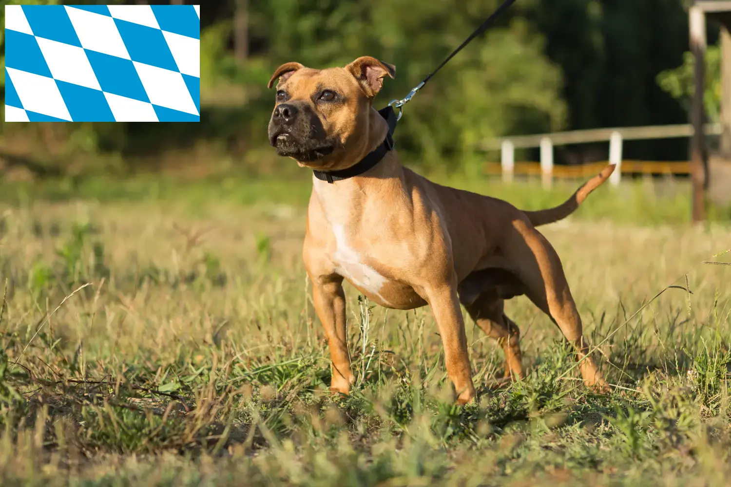 Staffordshire Bullterrier kiskutyák és tenyésztők Bajorország Itt talál Staffordshire Bullterrier tenyésztőket Bajorországban.