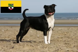 Read more about the article Staffordshire Bullterrier tenyésztők és kölykök Szász-Anhaltban