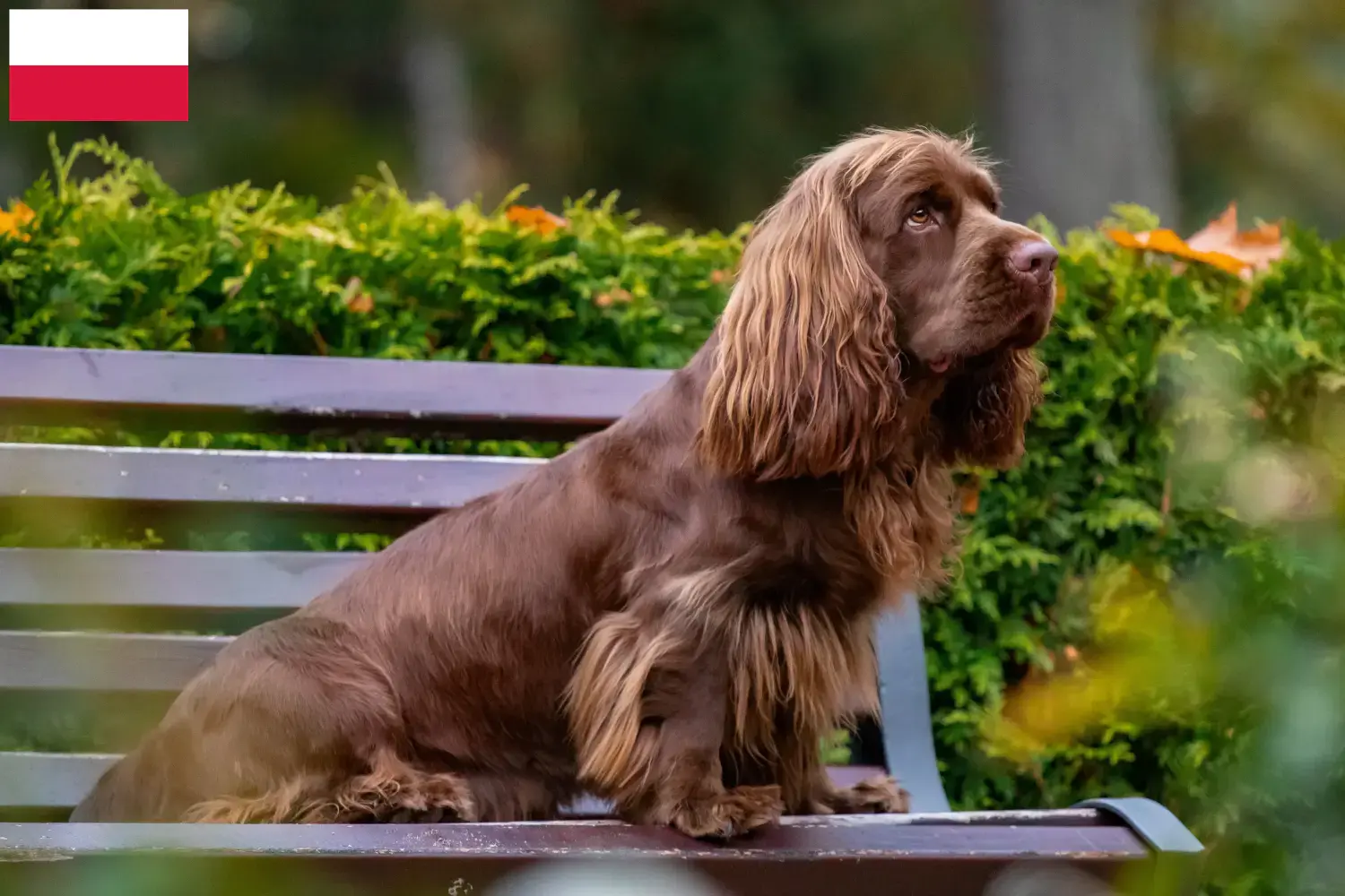 Sussex-Spaniel kiskutyák és tenyésztők Lengyelország Lengyelországi Sussex-Spaniel tenyésztőket itt találsz.