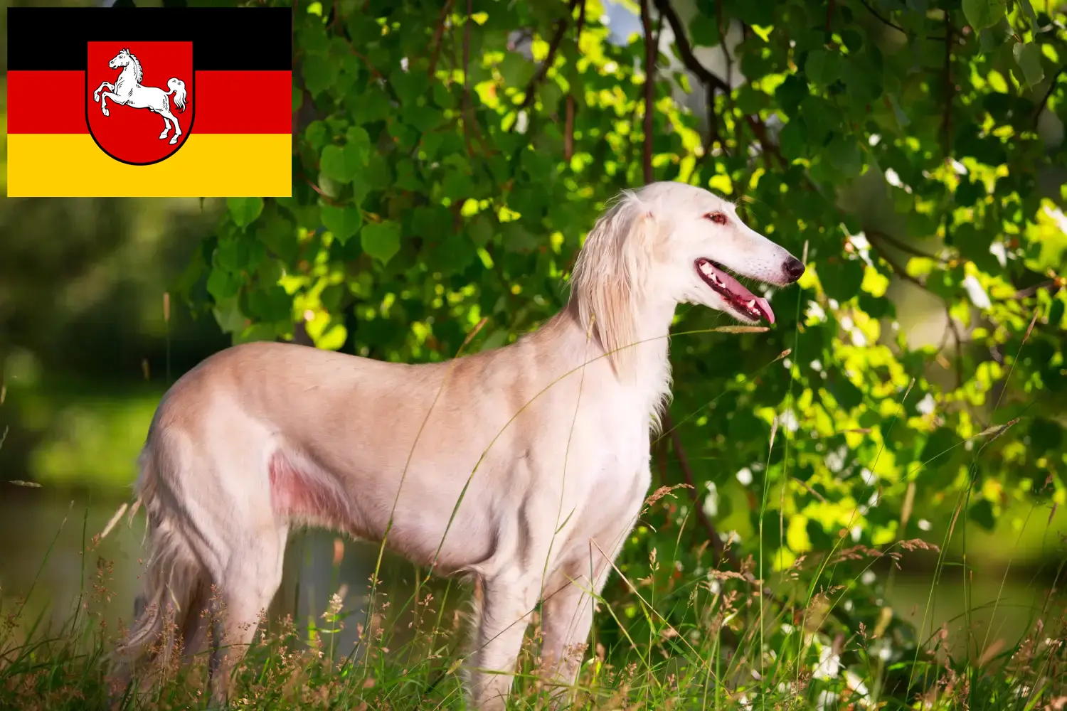 Szaluki kölyökkutyák és tenyésztők Alsó-Szászország Itt találsz szaluki tenyésztőket Alsó-Szászországban.
