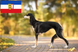 Read more about the article Szaluki tenyésztők és kiskutyák Schleswig-Holstein tartományban