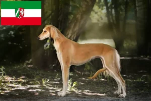 Read more about the article Szaluki tenyésztők és kiskutyák Észak-Rajna-Vesztfália területén