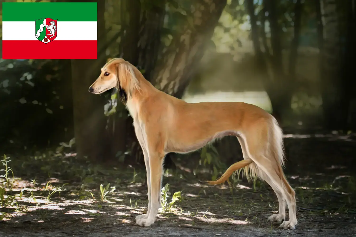Saluki kölyökkutyák és tenyésztők Észak-Rajna-Vesztfália Itt találhat szaluki tenyésztőket Észak-Rajna-Vesztfáliában.