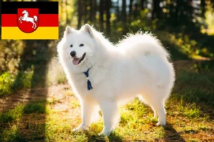 Read more about the article Szamojéd tenyésztők és kiskutyák Alsó-Szászországban