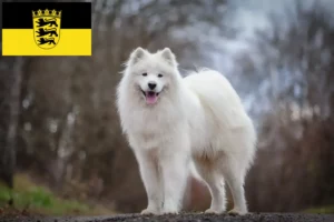 Read more about the article Szamojéd tenyésztők és kölykök Baden-Württembergben